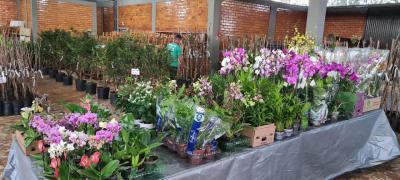 ComeÃ§a hoje quarta-feira (07/07) o Rotary vende mudas em Laranjeiras do Sul